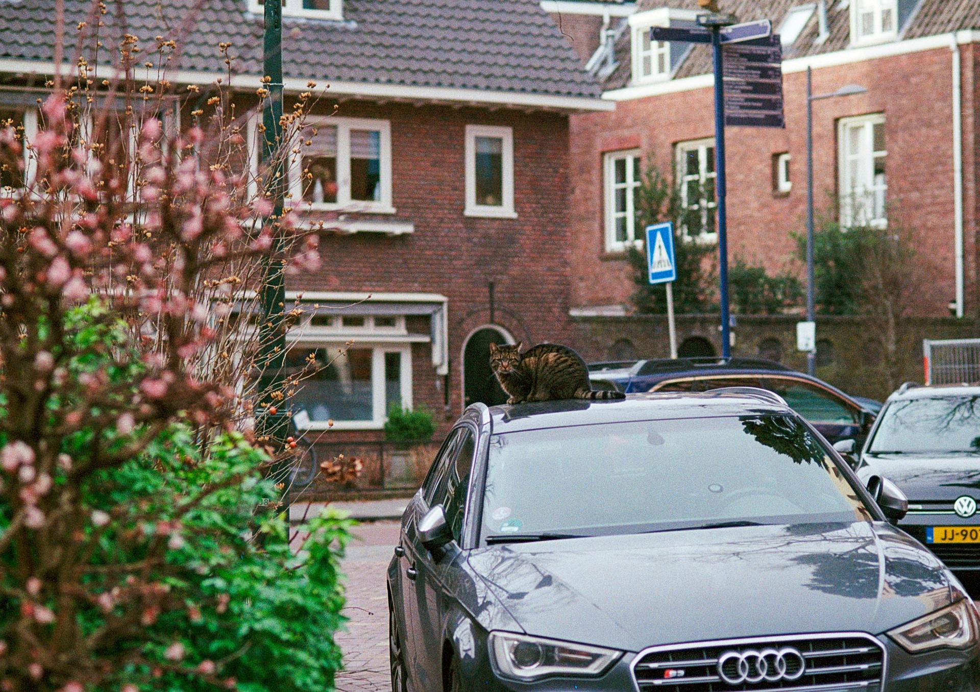a cat on a parked grey car next to a tree starting to bloom