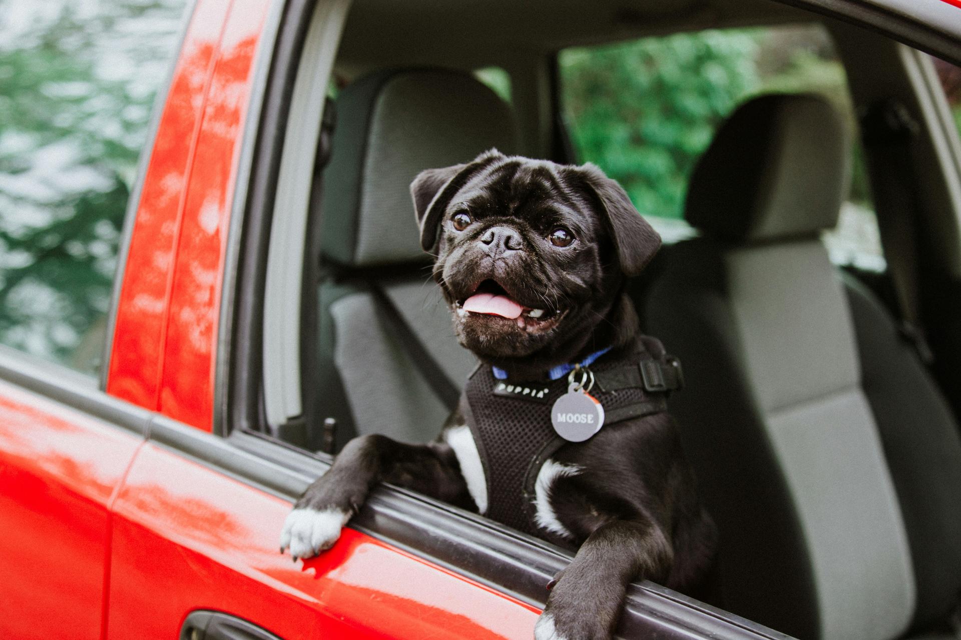What Makes a Good Car for Dog Owners?
